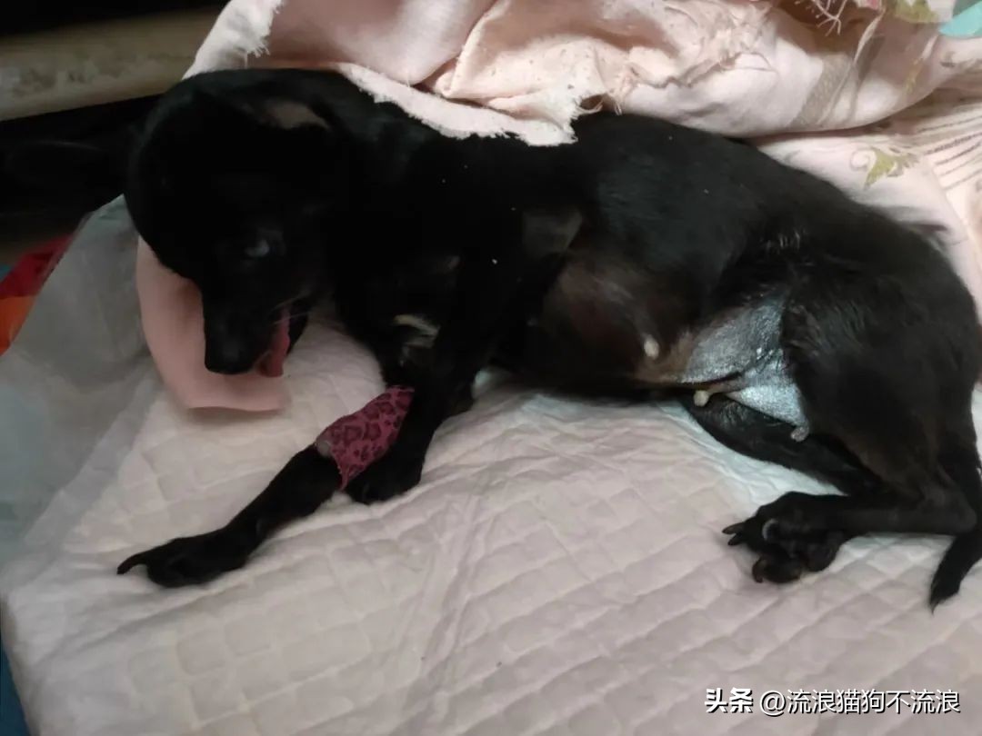 老狗疾病缠身口眼歪斜，最需要陪伴的时候，却遭主人无情抛弃