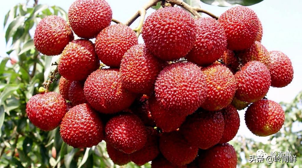 全球最好吃的荔枝在哪里,荔枝哪个品种最好吃