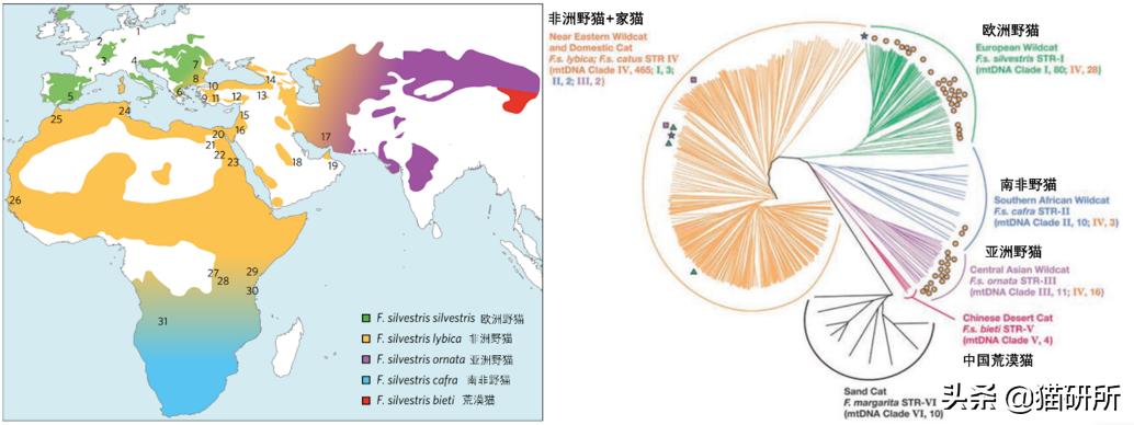 什么猫咪和英短合得来,猫咪长毛英短怎么区分公母
