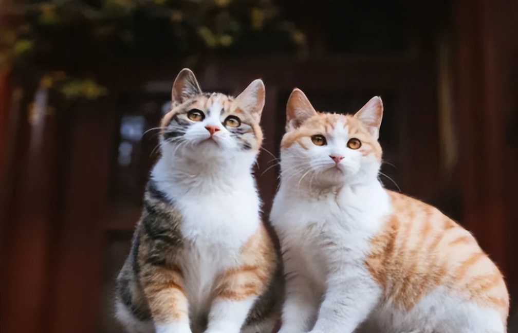 猫主子心思太难猜,猫咪的尾巴到底有多敏感