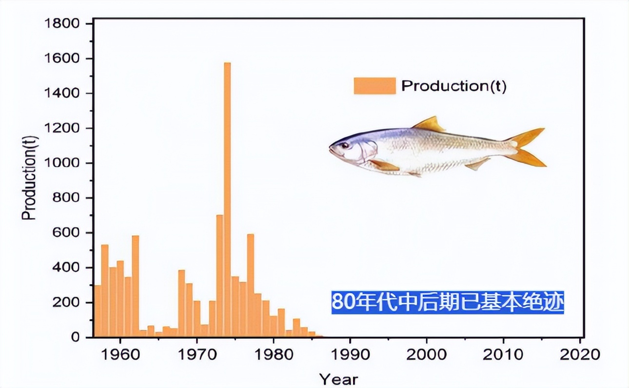 长江流域禁渔十年鱼多了,长江禁渔多年未见过的鱼