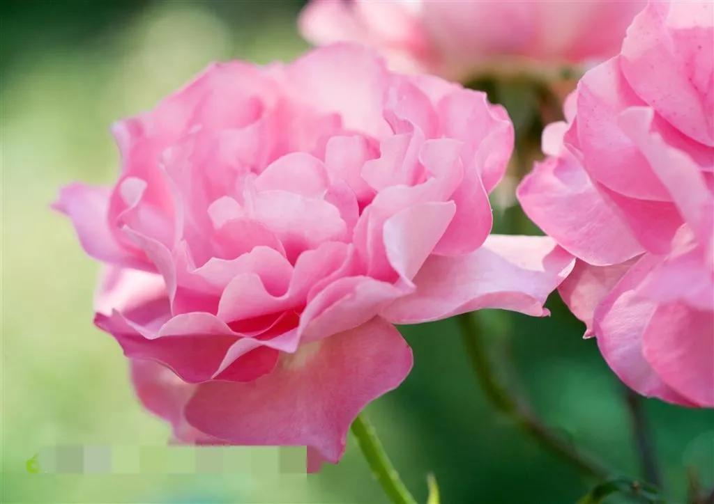 一花一世界一念一佳人的图片,一花一世界一叶一春秋图片