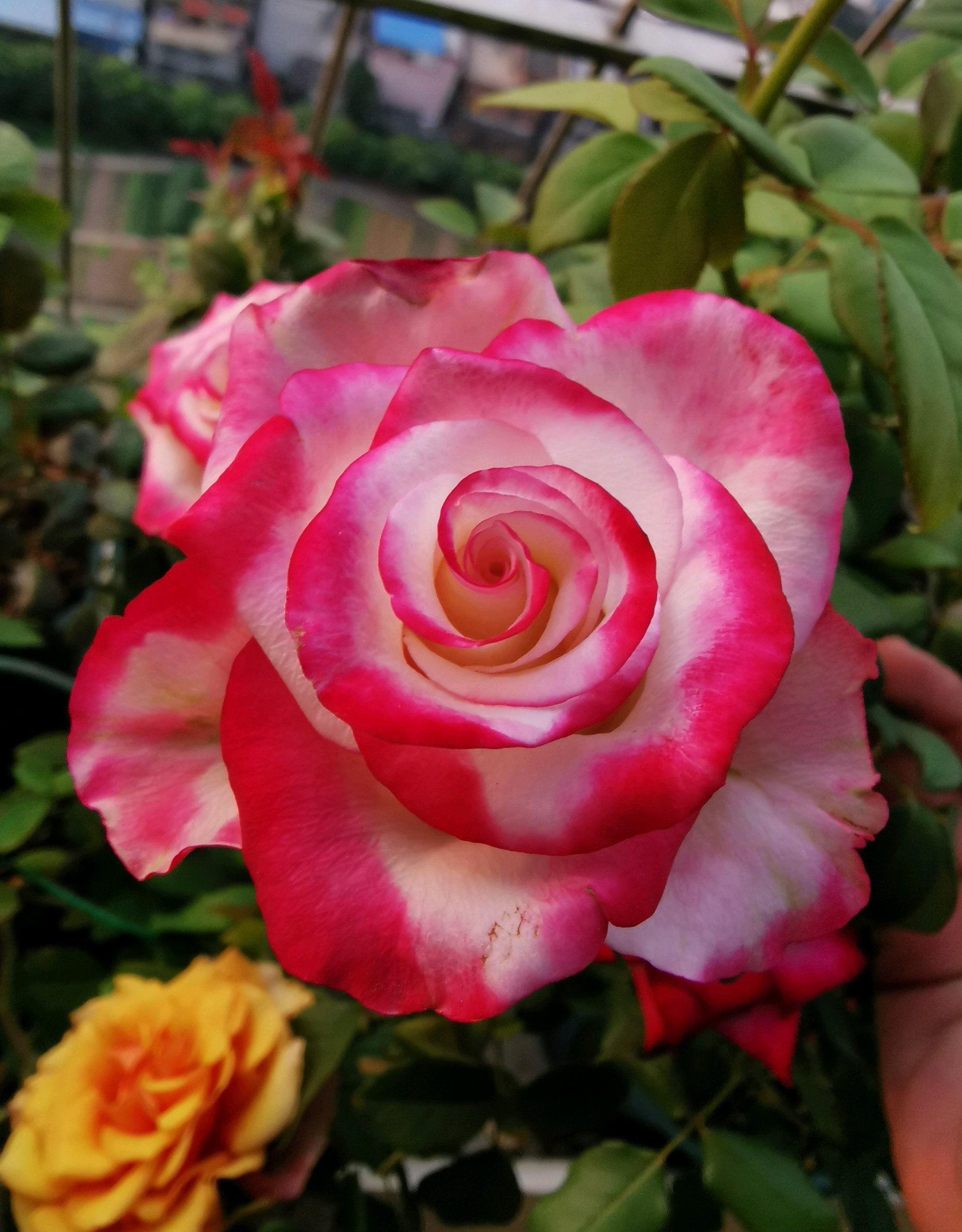 喜欢月季的好处,喜欢养花就要懂得赏花