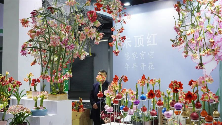 镇店之宝被抢购，“亚洲最美花展”上盆栽“吸睛”又“吸金”