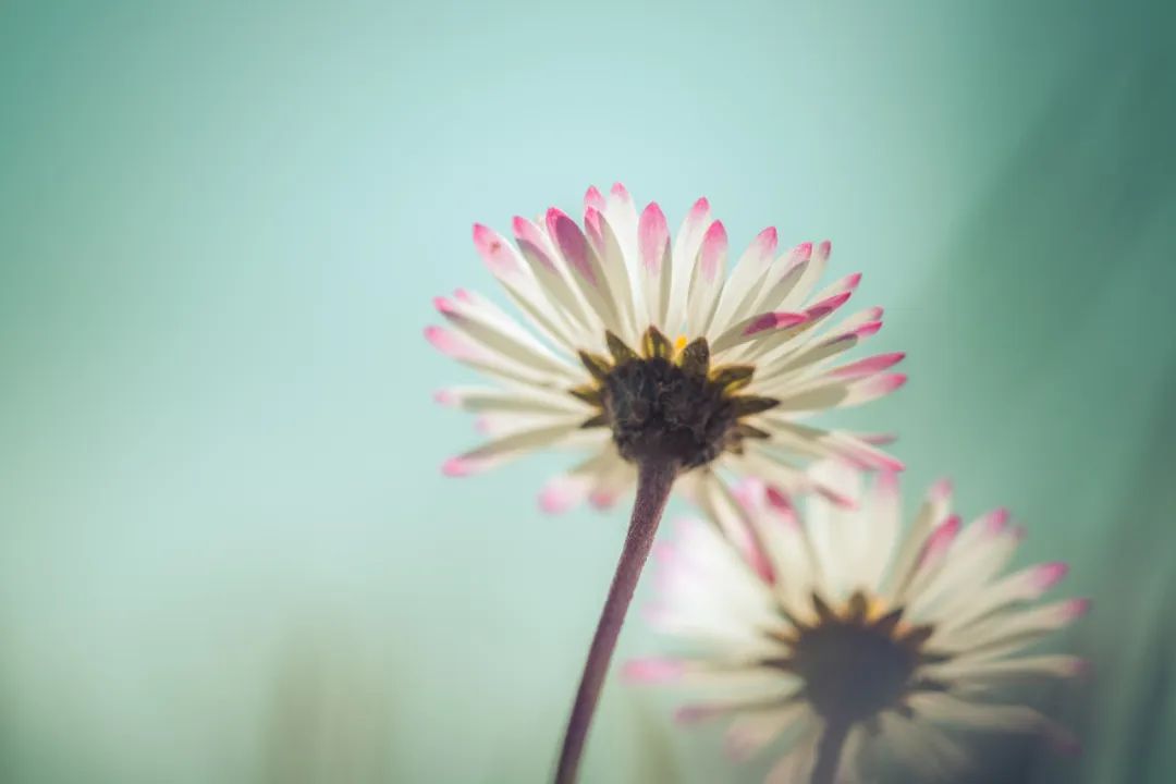 惊艳到你的冷门成语你都知道吗,18个美到骨子里的冷门成语