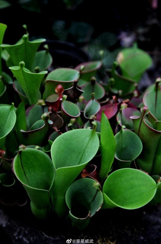 北京植物园的赏花的最好时节,西山秘境惊艳北京的植物