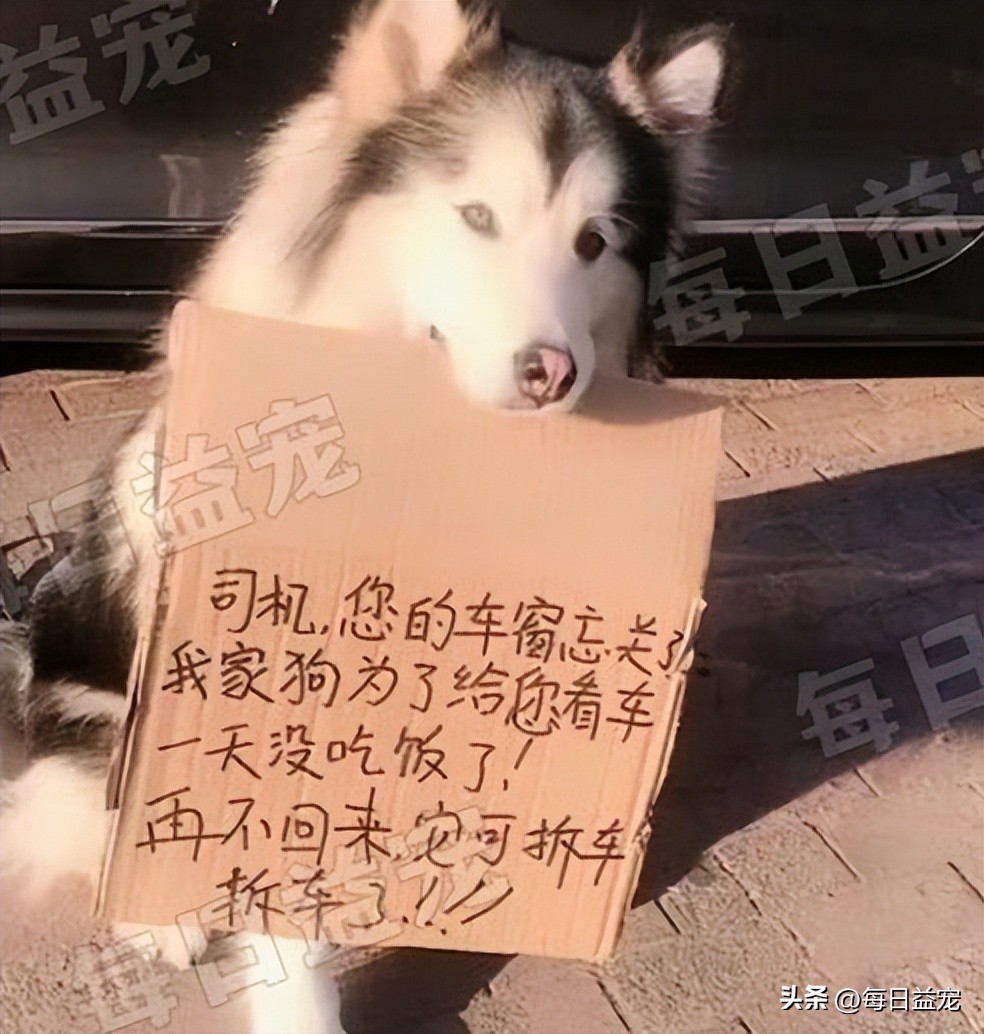 狗狗举动让人泪目,狗狗街头反应