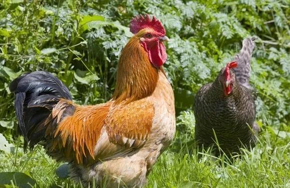 鸟窝放鸡蛋,生活鸡蛋