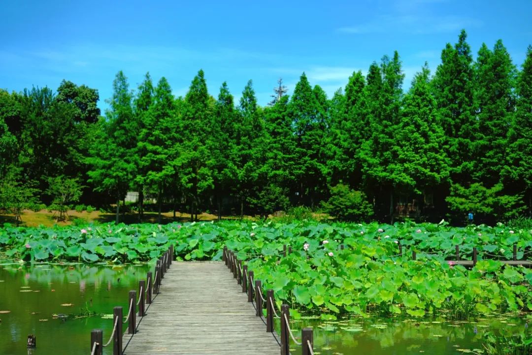 小暑已至！夏日顶流登场，一池荷风，满院莲香，惊艳了整个夏天！