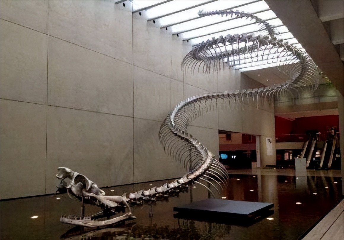 最大的巨蟒是什么蟒,世界上最大的黑鳞巨蟒有多大