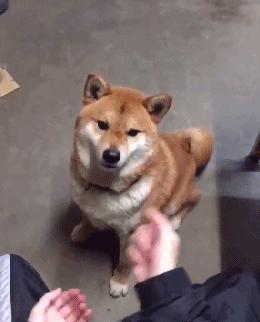 公狗的睾丸皮破了有生命危险吗,公狗只有一个蛋有什么危害