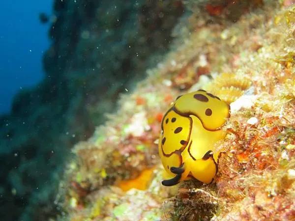 「奇怪生物日志2」威廉多彩蛞蝓和一些其他海蛞蝓