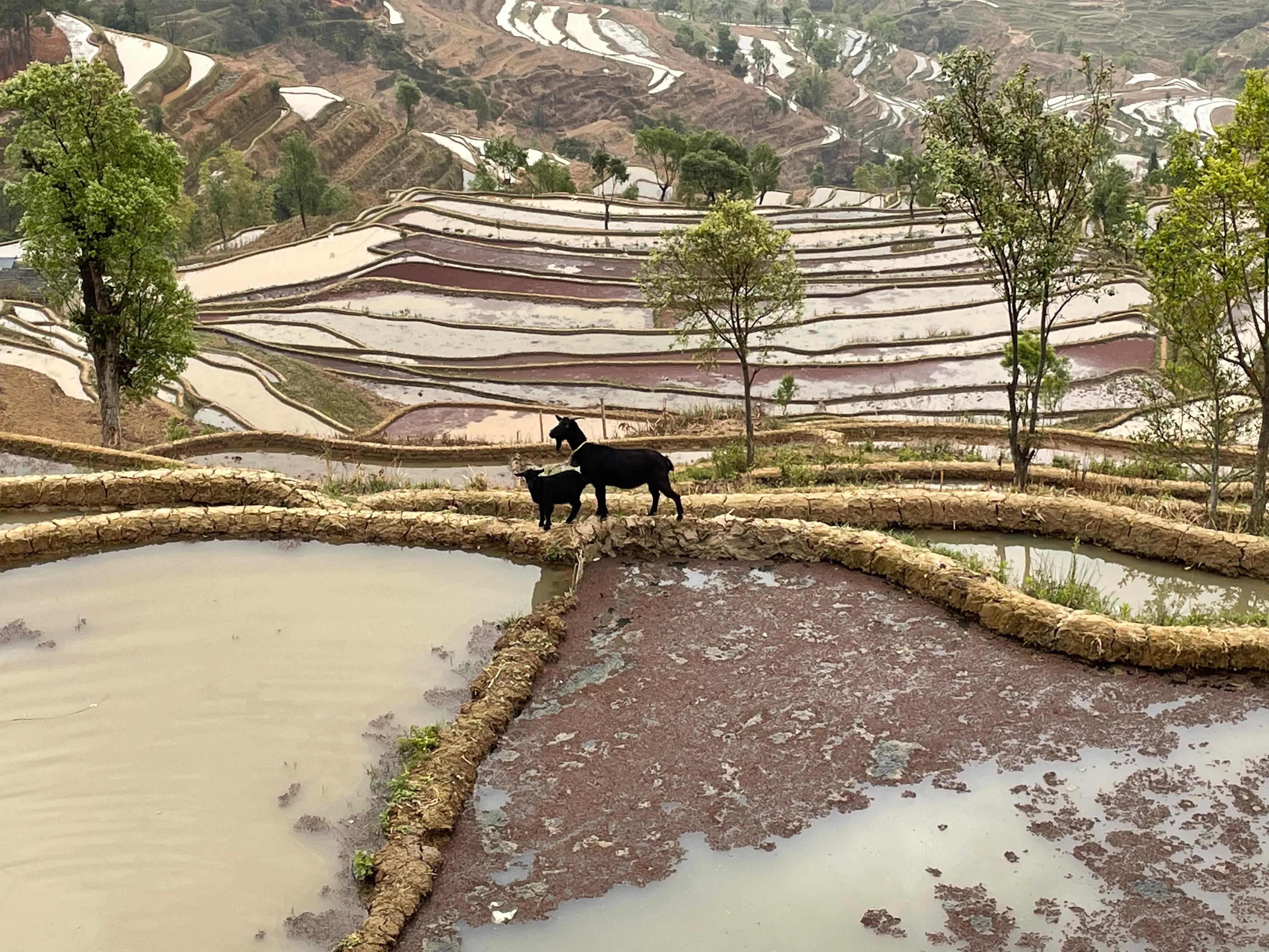 云南红河旅游特色,云南红河县游玩