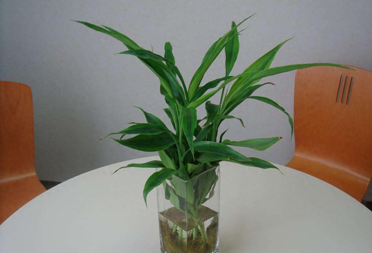 富贵竹几根寓意好,富贵竹要放几根才是吉利数字