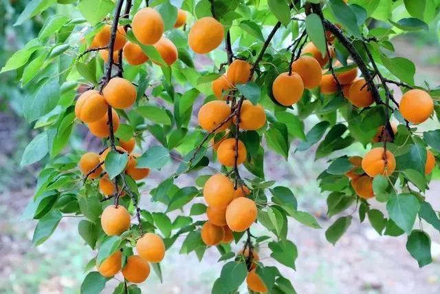 济南有什么好吃的名吃,济南有什么好吃的特产糕点