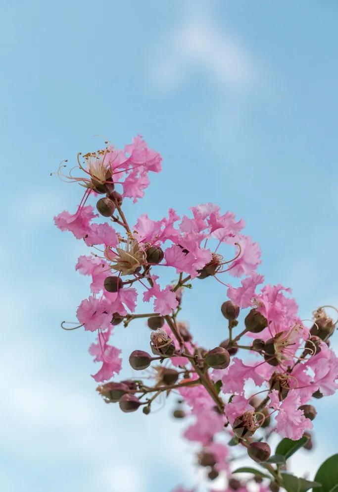 紫薇花壁纸高清全屏,唯美紫壁纸