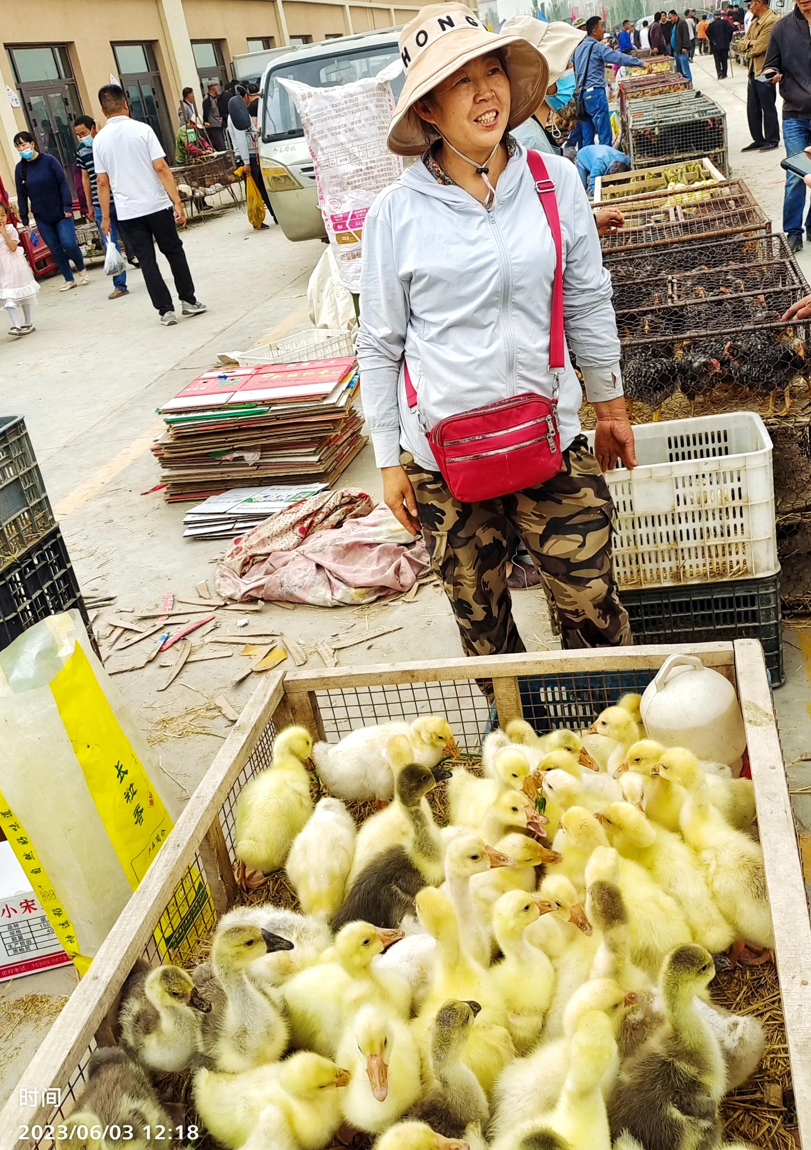 新疆畜牧养殖新模式,新疆南疆牧民暖棚种草喂羊致富