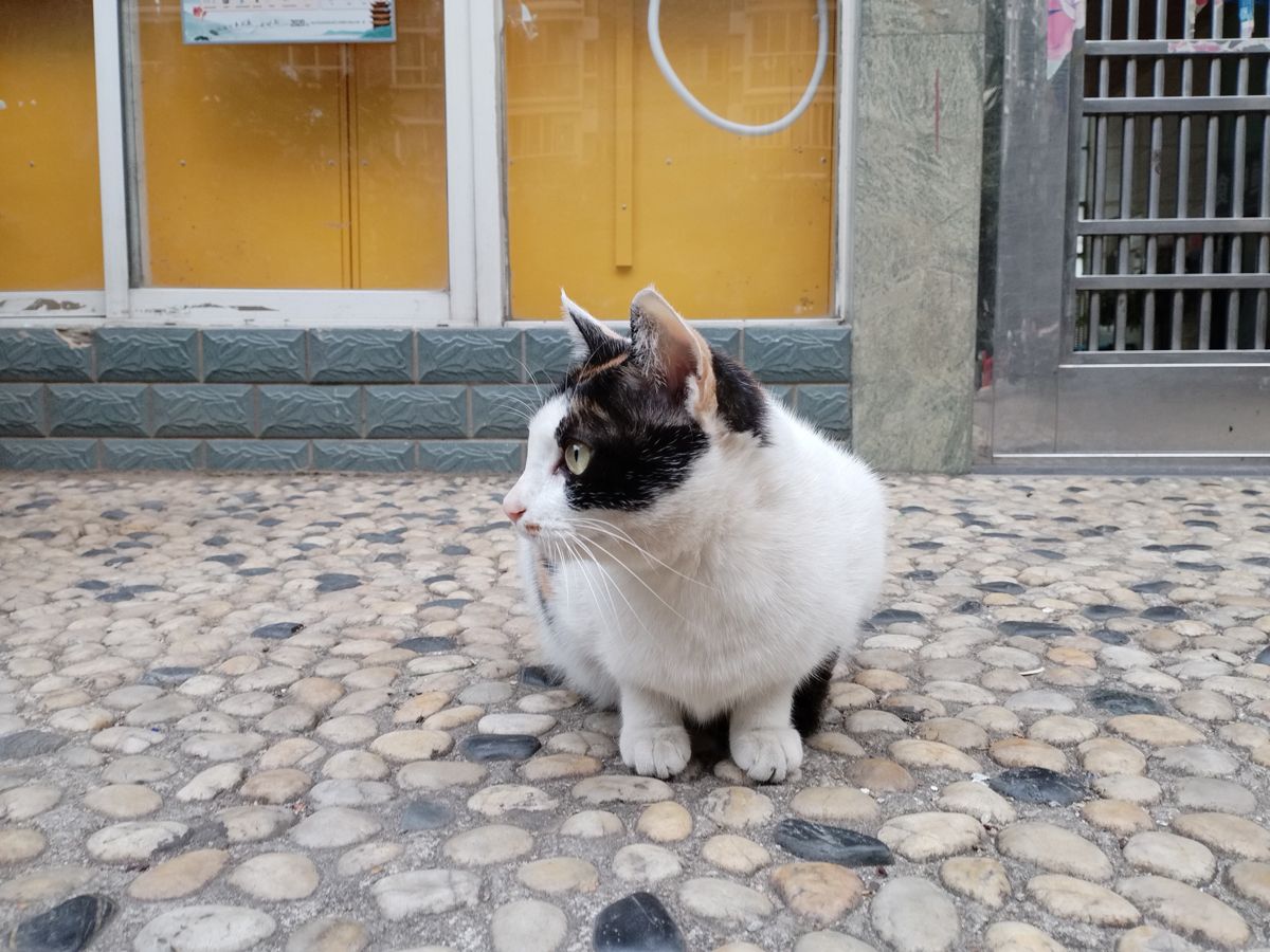 千元华为鸿蒙推荐,华为畅享60s鸿蒙手机测评