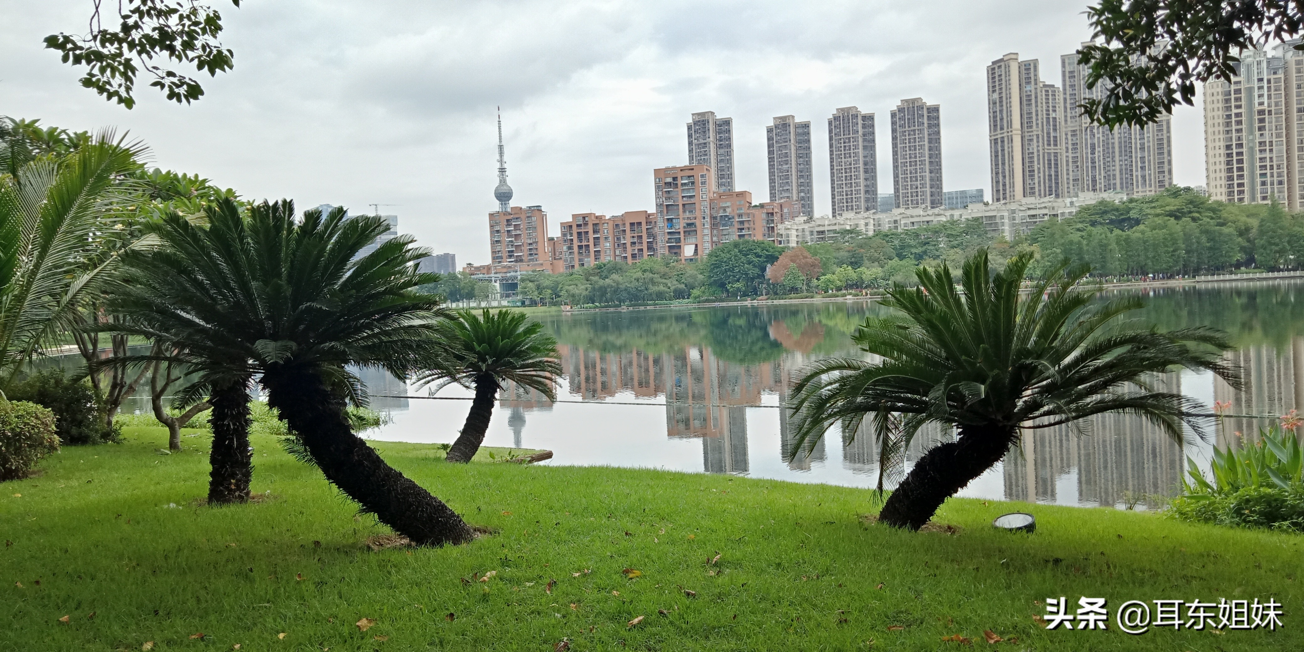 佛山公园里的荷花已悄然绽放,佛山人去旅游