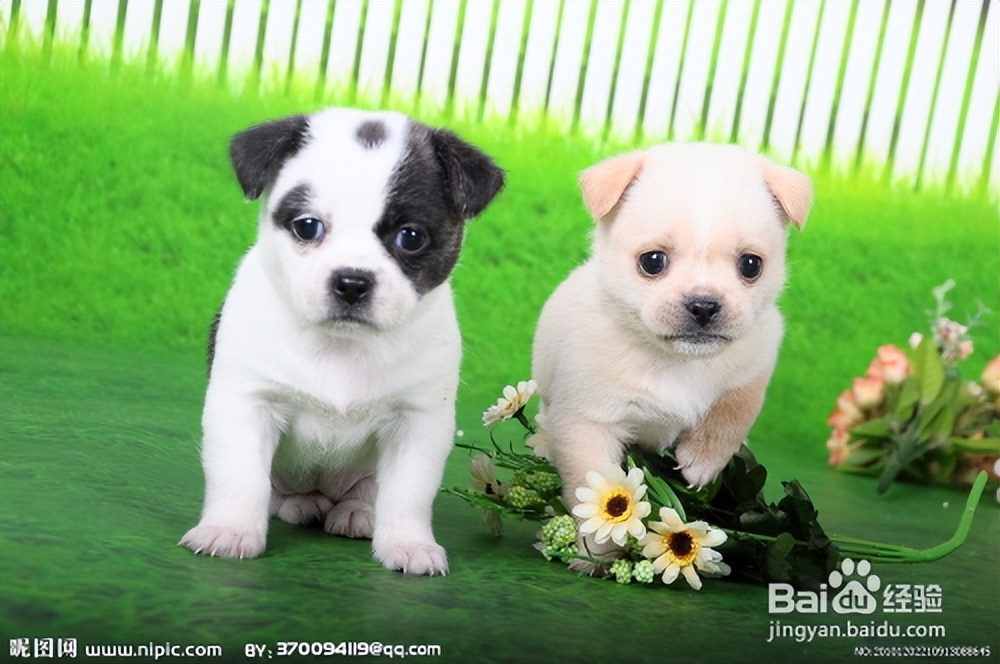 尉天骄《爱狗心语》“78级同窗散文三人行”系列28