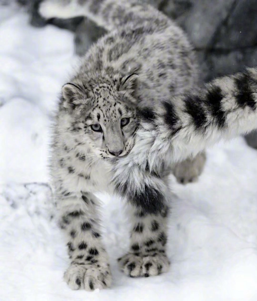 宁夏贺兰山保护区又发现一只雪豹,宁夏贺兰山时隔66年重现雪豹