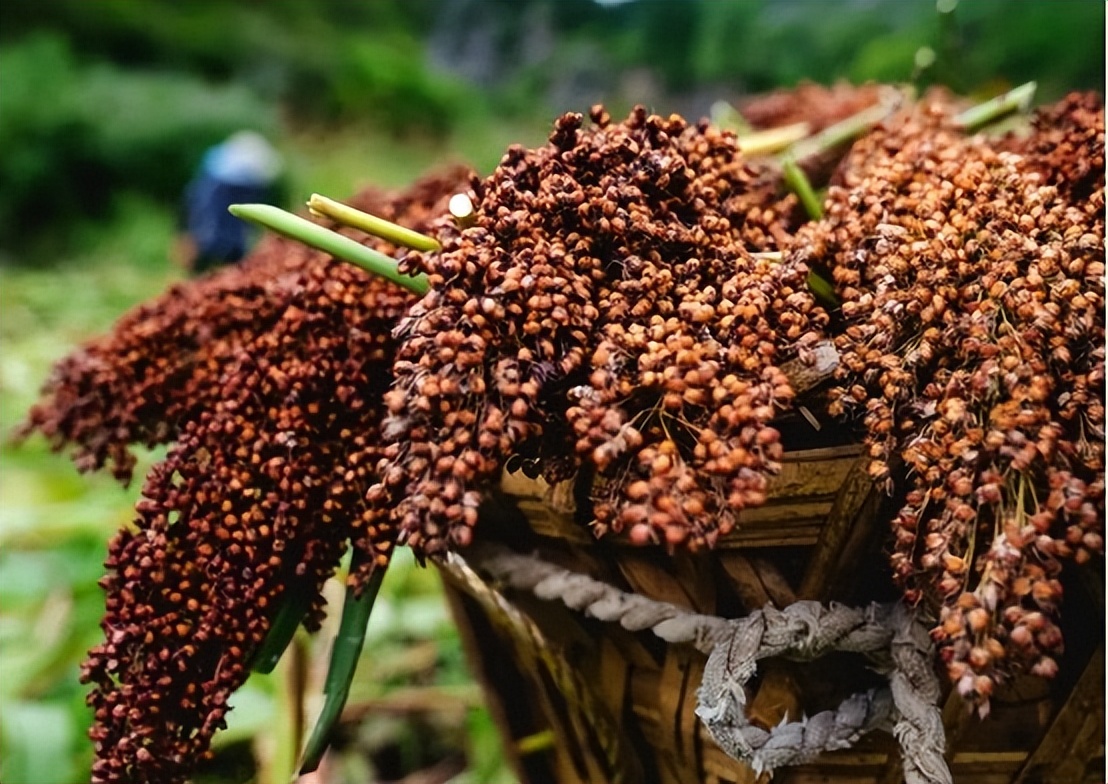 大量外国游客来到中国旅游,大量外国人涌入中国是真的吗