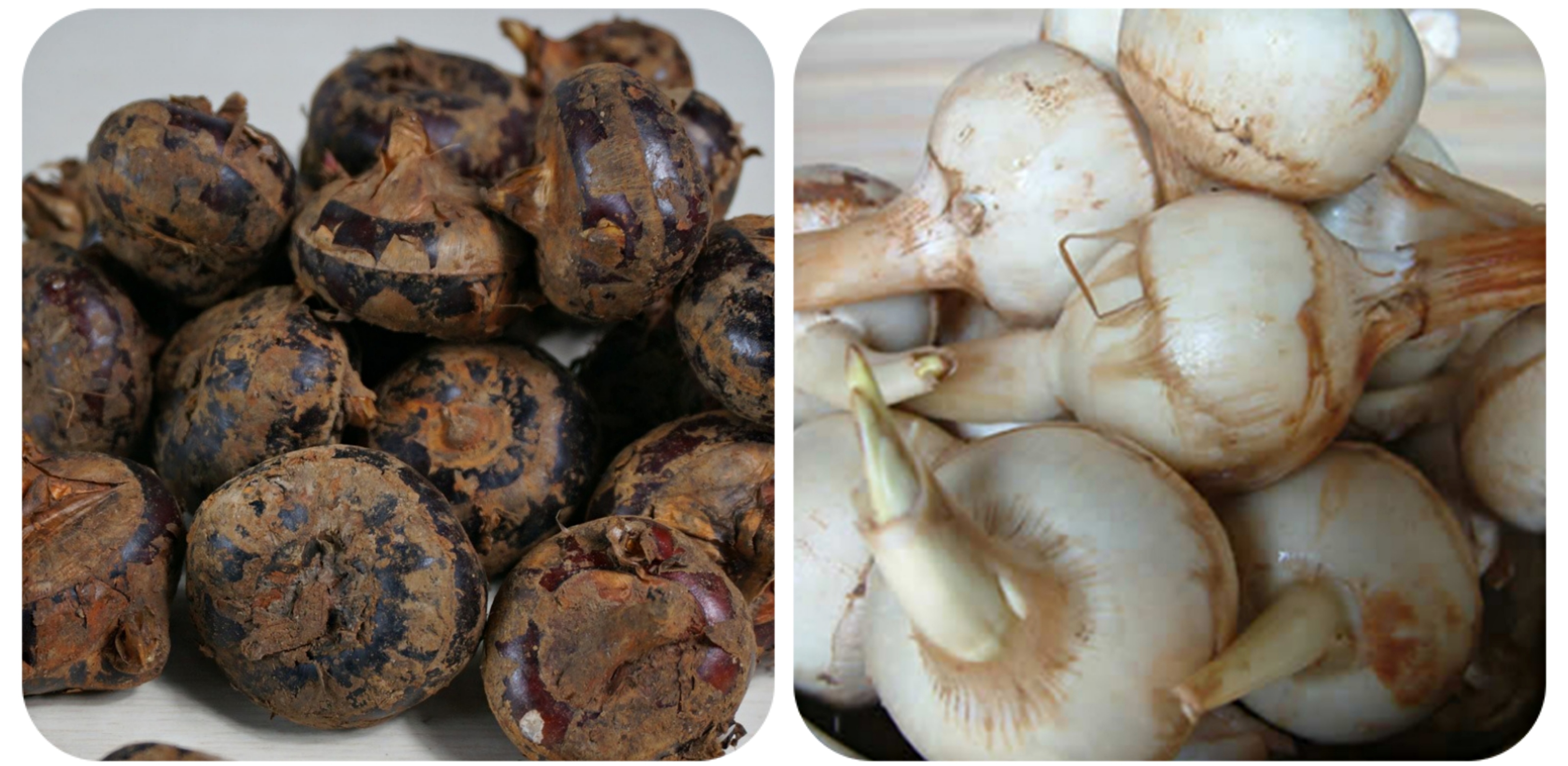 可以吃的野菜大全100种图解,教你认识100种野菜