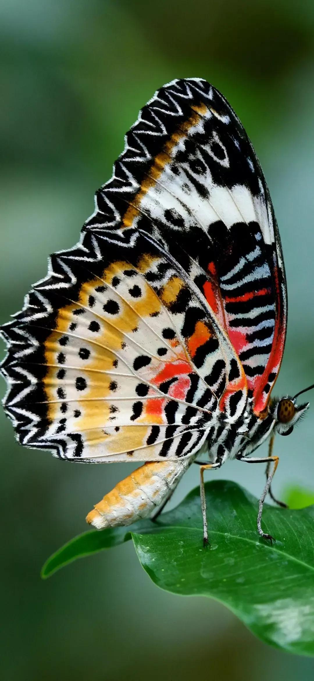 歼20高清壁纸4k全屏无水印,精选壁纸高清无水印高级感