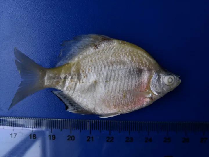 世界上濒临消失的物种有哪些,中国消失的十大物种