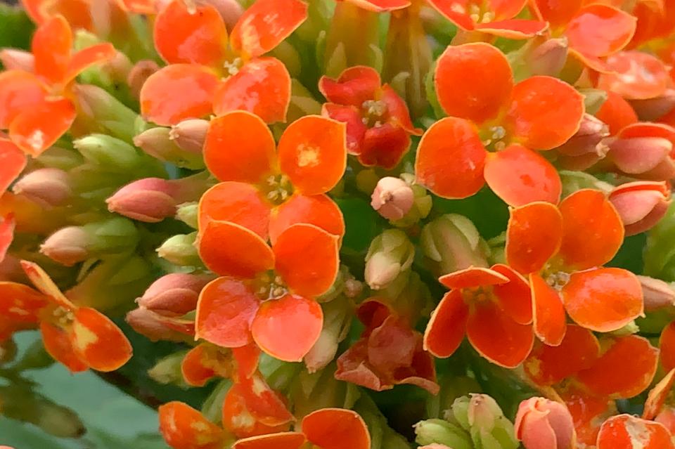 紫色蜜蜡玫瑰花,橙色飘花蜜蜡