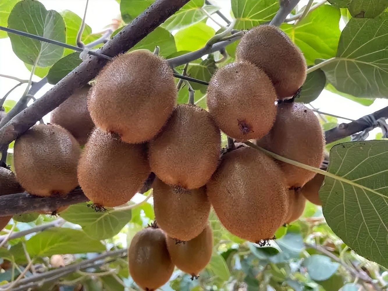 专业教授推荐，揭秘猕猴桃：神奇果实背后的健康之源
