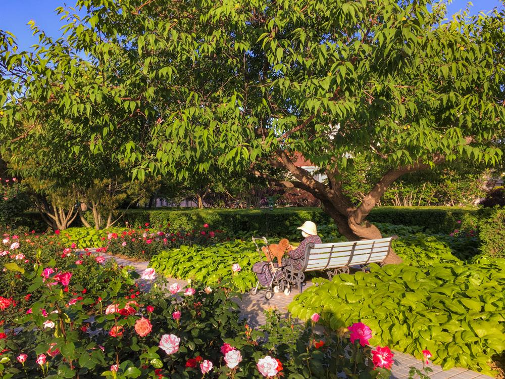 赞美秦皇岛的夏天,想念秦皇岛的夏天