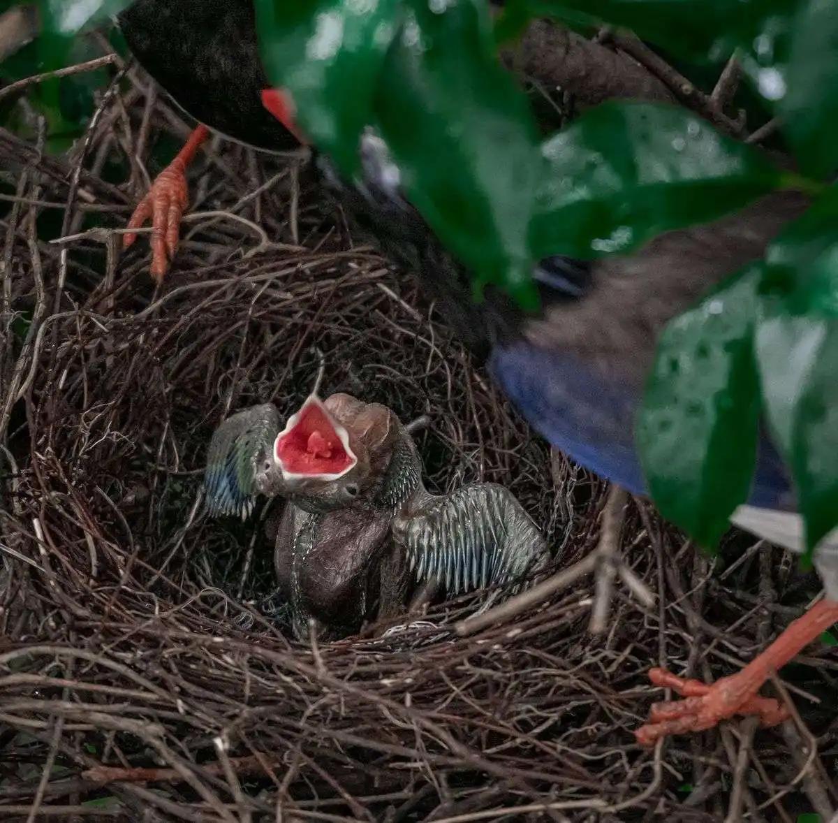 厦门行道树鸟攻击人,厦门鸟攻击人