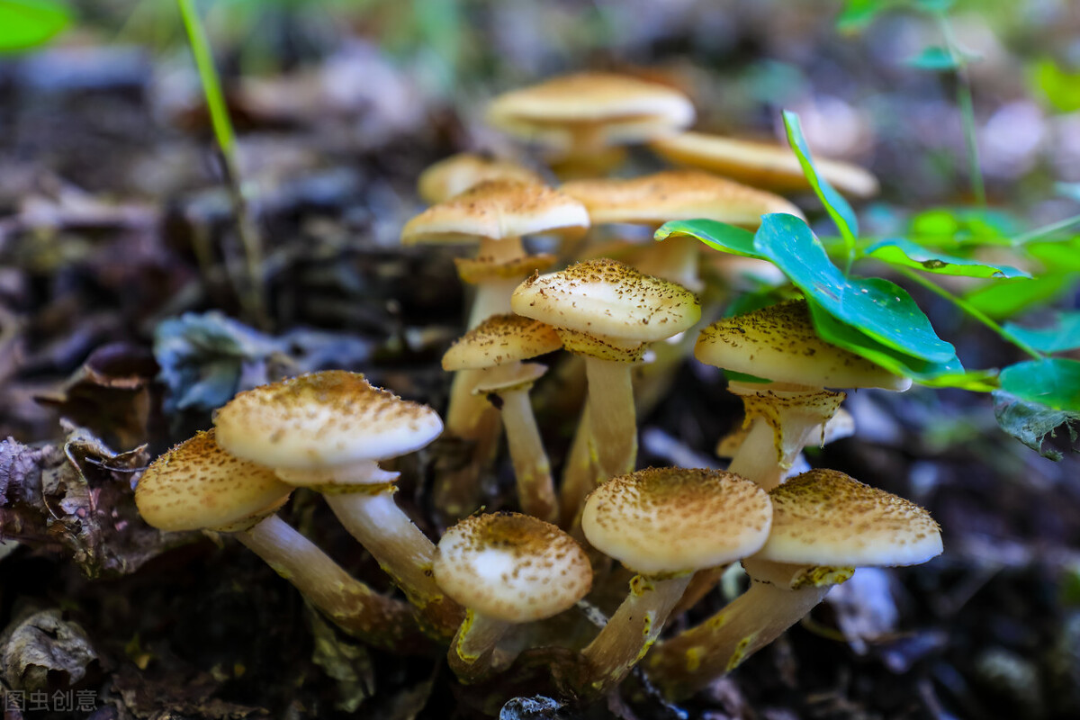 东北十大特产山货有哪些,秋冬季有啥山货