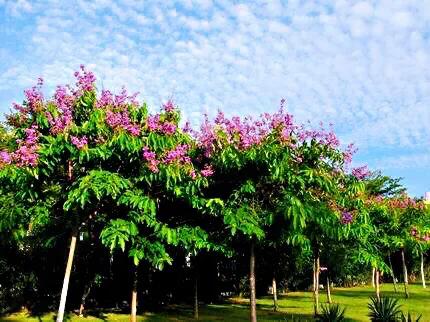 大花紫薇枝叶,紫薇大花的照片