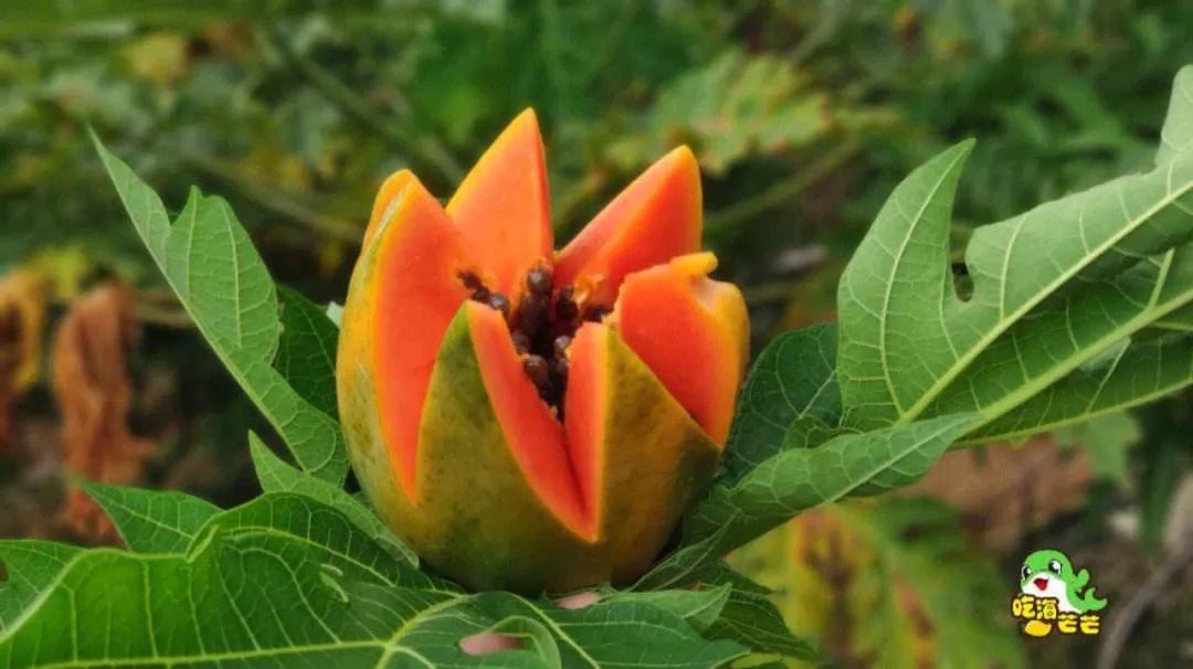 共享黄肉甜蜜——海南黄肉木瓜种植前景、技巧与收益分析