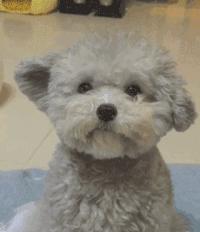 贵宾犬毛发黄是怎么了,如何改善贵宾犬毛发