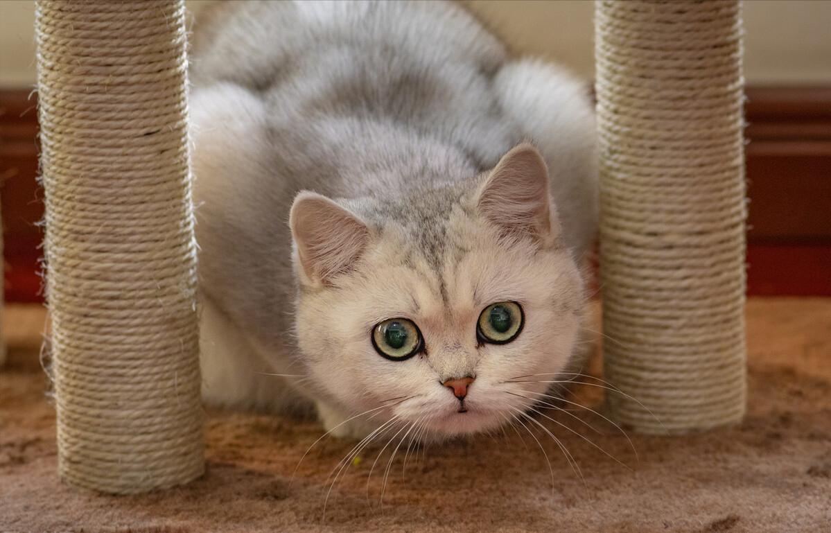 买英短要注意什么,英短猫怎么辨别