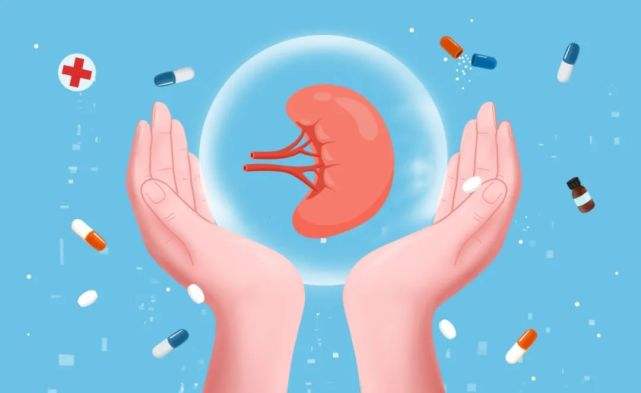 男人肾虚怎么调理最快强肾,肾虚怎么调理最有效男士