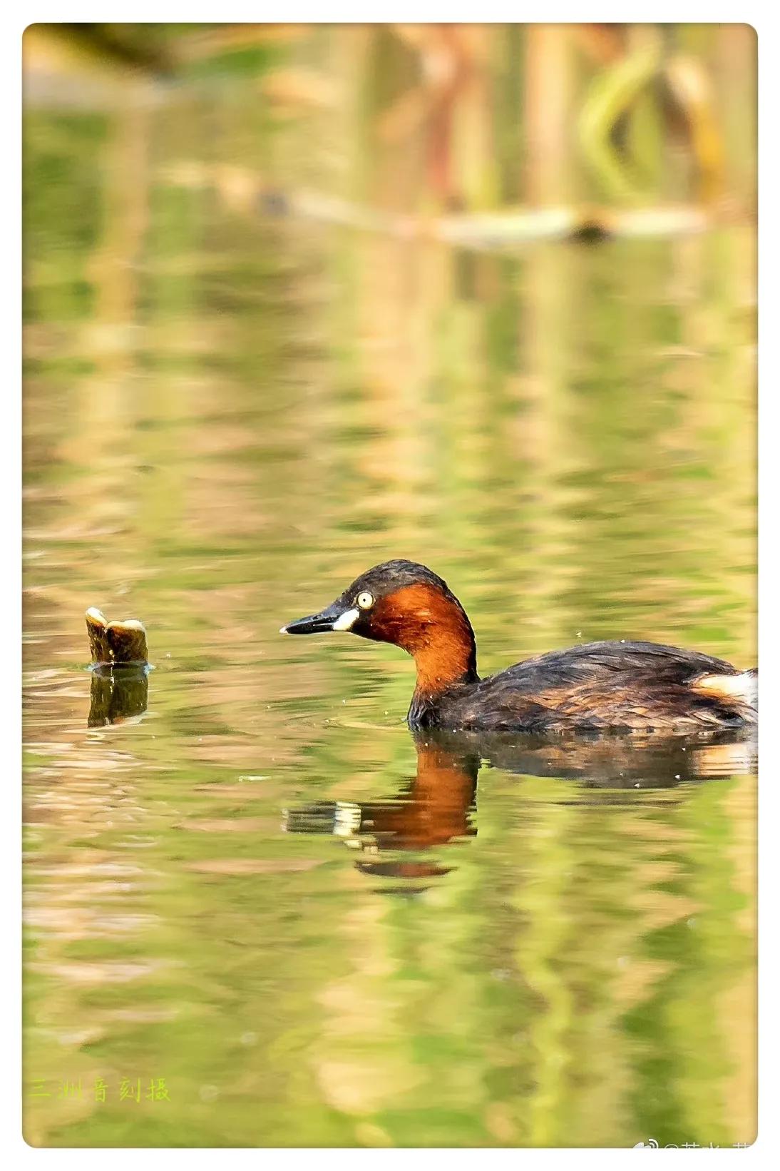 上海国际汽车城安亭,上海安亭国际汽车城