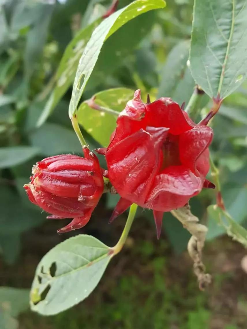 认识各种花的寓意,认识各种花的名称