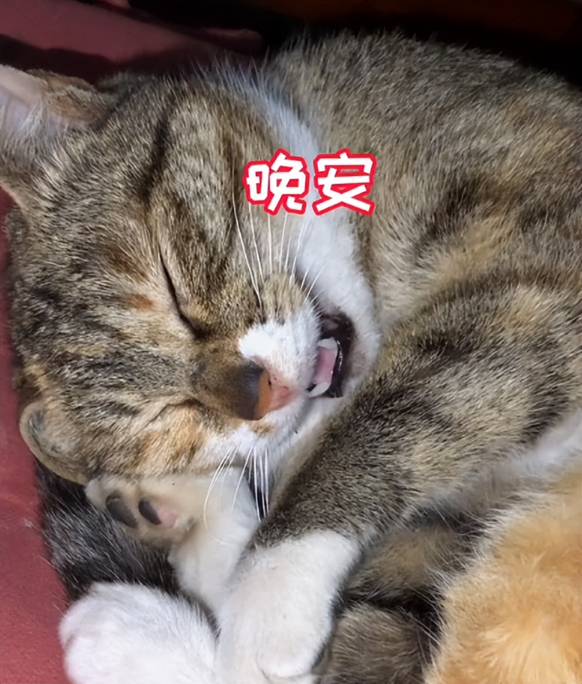 最聪明的猫大咪抖音号,挑战全网最通人性的小猫咪