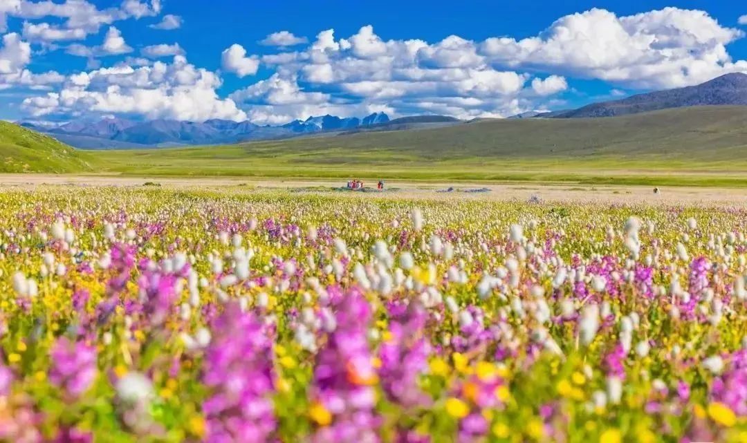 夏天的甘孜山,盛夏的贡嘎雪山