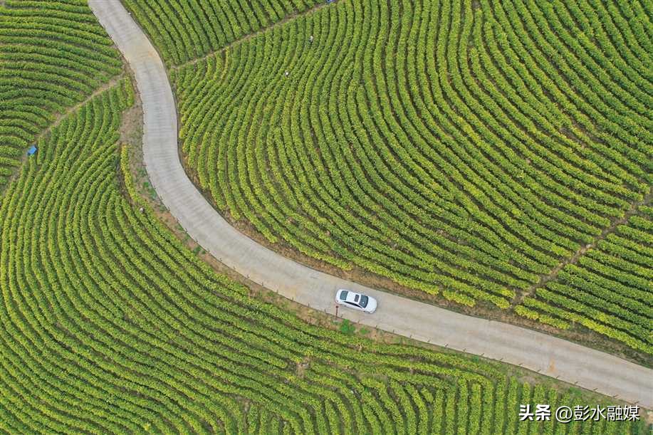 重庆日报特刊聚焦彭水：“九苗”归一兴苗乡“三品”合璧强产业