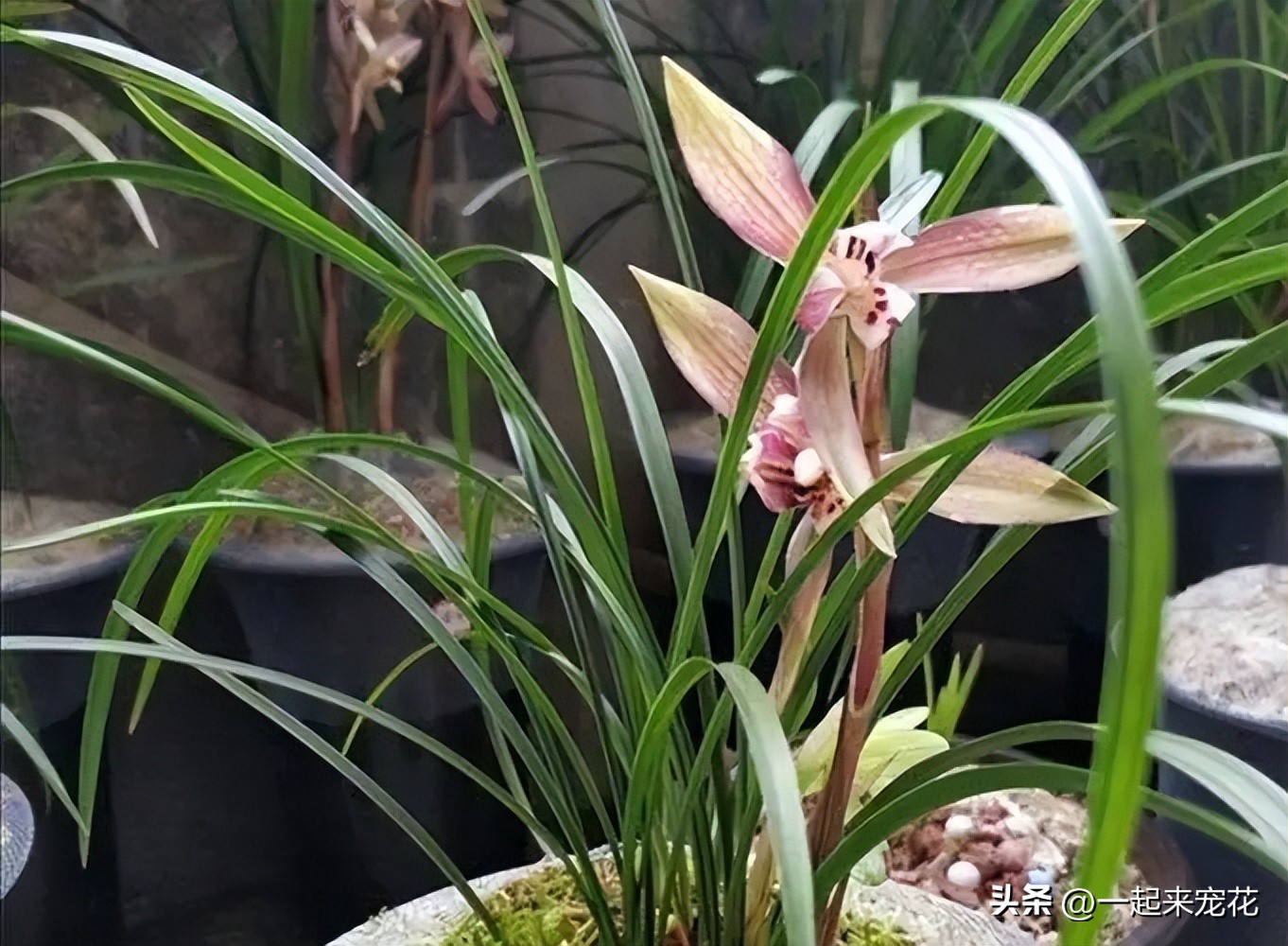 阳台养兰花叶子不油绿无光泽,夏天兰花养殖方法和注意事项图片