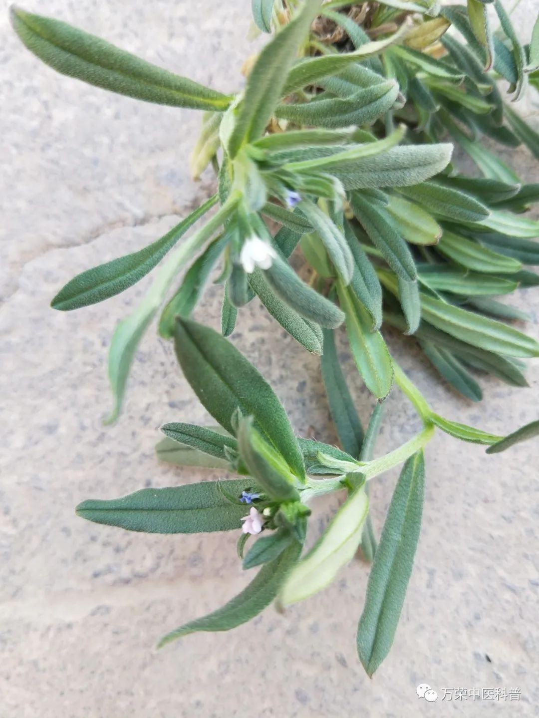 植物幼苗的发展过程详细,植物的幼苗在生长过程中