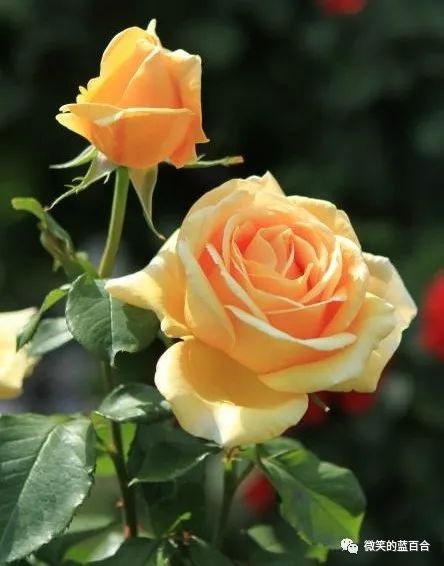 生命的美好，源于人间烟火里的那些认认真真