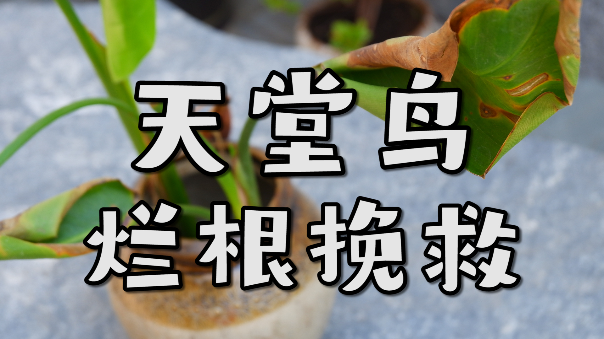 天堂鸟绿植快枯萎了怎么救活,水培天堂鸟烂根最好的处理方法