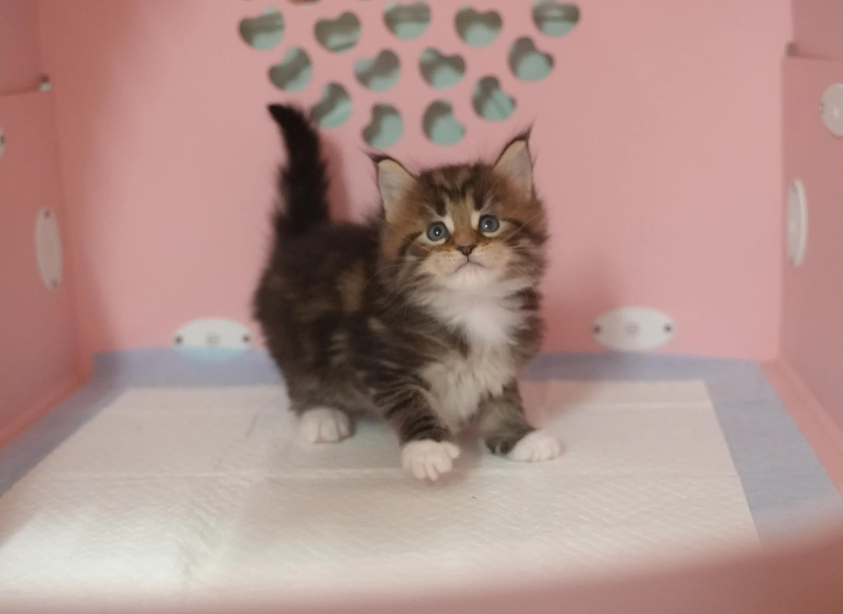 成都猫舍避坑,新手如何选择猫舍