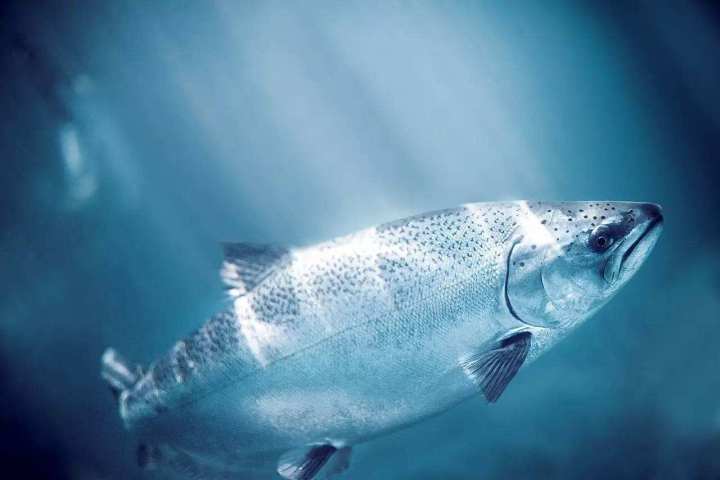 警惕日本进口的食品,警惕进口水产品